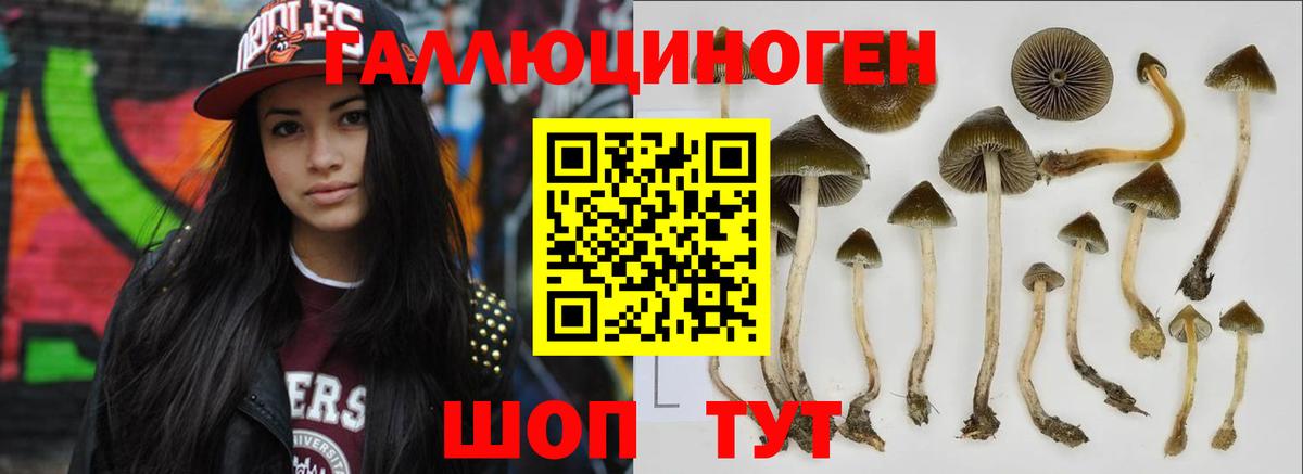 магазин продажи   Галлюциногенные грибы Psilocybine cubensis  Вход с VPN  Нефтекумск 